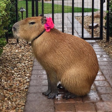 Capybara sitting with pink bow attached